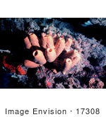 #17308 Picture Of Brown Tube Sponges At The Florida Keys National Marine Sanctuary