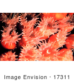 #17311 Picture Of Cavernous Star Coral (Montastrea Cavernosa)