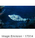 #17314 Picture Of A Scrawled Filefish (Aluterus Scriptus)