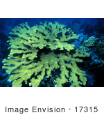 #17315 Picture Of Green Elkhorn Coral (Acropora Palmata)