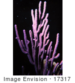 #17317 Picture Of A Purple Knobby Sea Rod