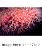 #17319 Picture Of Extended Polyps On Pink Soft Coral