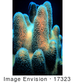 #17323 Picture Of Pillar Corals (Dendrogyra Cylindricus)