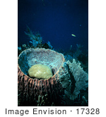 #17328 Picture Of A Star Coral Inside A Vase Sponge