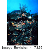 #17329 Picture Of Boulder Star Corals (Montastraea Annularis)