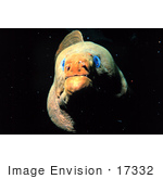 #17332 Picture Of A Green Moray Eel (Gymnothorax Prasinus)