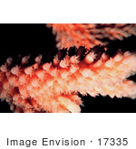 #17335 Picture Of Polyps On A Staghorn Coral (Acropora Cervicornis)