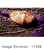 #17336 Picture Of A Flamingo Tongue Snail (Cyphoma Gibbosum) On A Sea Fan