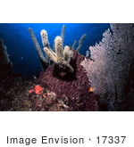 #17337 Picture Of A Sponge And Seafan On A Reef
