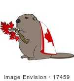 #17459 Beaver With Maple Leaves On A Branch And Wearing A Canadian Flag Clipart