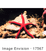 #17567 Picture Of A Red Starfish On A Rock