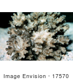 #17570 Picture Of A Bird’S Nest Coral (Pocillopora Damicornis)