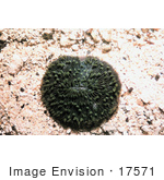 #17571 Picture Of A Stony Disk/Mushroom Coral (Fungia Scutaria)