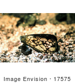 #17575 Picture Of A Cone Shell Feeding On A Cypraea Caputserpensis Cowrie