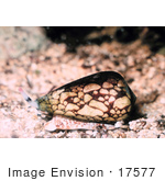 #17577 Picture Of A Cone Shell (Conus Marmoreus)