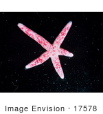 #17578 Picture Of A Pink Starfish