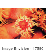 #17580 Picture Of Tentacles Of Orange Ahermatypic Coral (Tubastrea Sp)