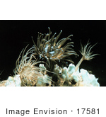 #17581 Picture Of Sea Anemones (Aiptasia Sp)