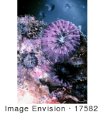 #17582 Picture Of Stony Disk Or Mushroom Coral (Fungia Scutaria)