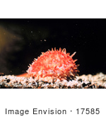 #17585 Picture Of An Orange Spiky Cowrie (Cypraea Chinensis)