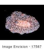 #17587 Picture Of A Sea Slug Nudibranch