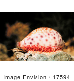 #17594 Picture Of A Cowrie (Cypraea Chinensis)