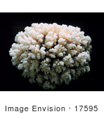 #17595 Picture Of A Coral Colony Skeleton
