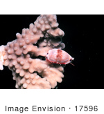 #17596 Picture Of A Cowrie (Cypraea Sp) On Coral