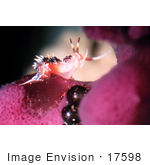 #17598 Picture Of A Caloria Indica Nudibranch Sea Slug On Sponge