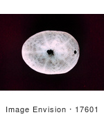 #17601 Picture Of A Flattened Irregular Urchin (Clypeaster Reticulatus)