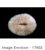 #17602 Picture Of A Skeleton Of The Stony Disk Or Mushroom Coral (Fungia Scutaria)