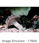#17604 Picture Of A Sea Anemone Fully Extended
