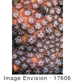 #17606 Picture Of Coral Polyps In Colonial Coral
