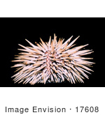 #17608 Picture Of A Rock Boring Sea Urchin (Echinometra Mathaei)