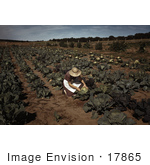 #17865 Photo Of A Female Farmer Cutting Cabbage In A Crop
