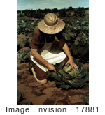 #17881 Photo Of A Female Farmer Cutting A Head Of Cabbage In A Crop