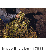 #17883 Photo Of A Man Harvesting Pinto Beans