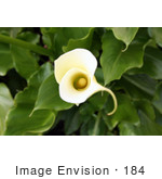 #184 Photograph Of An Elegant Calla Lily