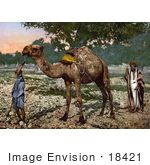 #18421 Photo Of Men With A Camel Plain Of Esdraelon Holy Land Plain Of Jezreel Israel