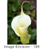 #185 Photograph Of A Blooming Calla Lily