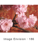 #186 Photo Of Pink Cherry Blossoms