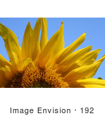 #192 Photo Of A Sunflower