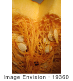 #19360 Photo Of Pumpkin Seeds And Guts Inside A Halloween Pumpkin