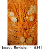 #19364 Photo Of Pumpkin Seeds And Guts Inside A Halloween Pumpkin
