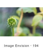 #194 Photograph Of A White Swan Coneflower Bud