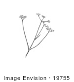 #19755 Photo Of A Harperella (Ptilimnium Nodosum) Plant