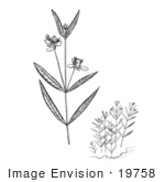 #19758 Photo Of Water Willow Plants