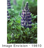 #19810 Stock Photo Of Purple Lupin Flowers