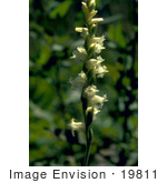 #19811 Photo Of Ladies Tresses Orchid Flowers New Hampshire