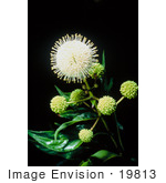 #19813 Photo Of Buttonbush Plant (Cephalanthus Occidentalis) Oklahoma